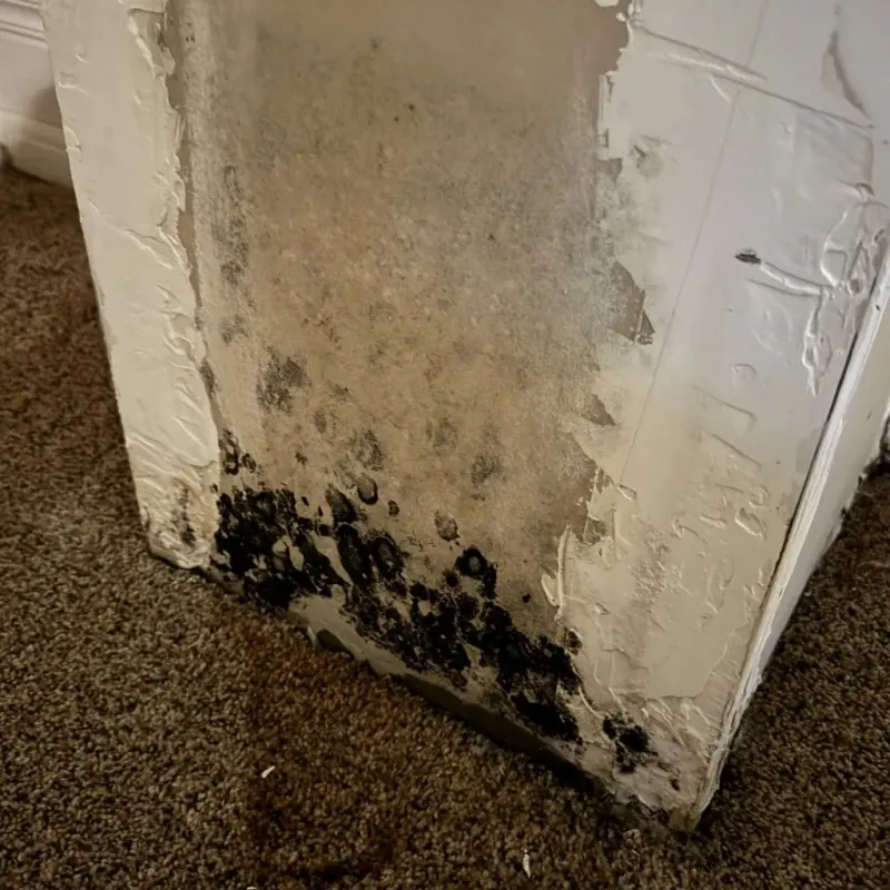 Professional Mold Removal in Clinton, UT